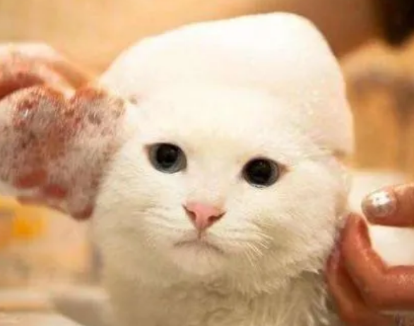 猫咪发情了能洗澡么 猫咪发情了能洗澡么