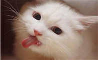 猫咪张大嘴哈哈的时候怎么回事