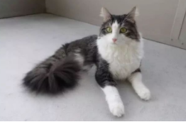 小猫咪没有后腿,被人救助后,自强不息活出完美喵生 小猫咪没有后腿,被人救助后,自强不息活出完美喵生
