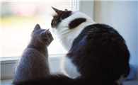 猫多久掏一次耳朵比较好
