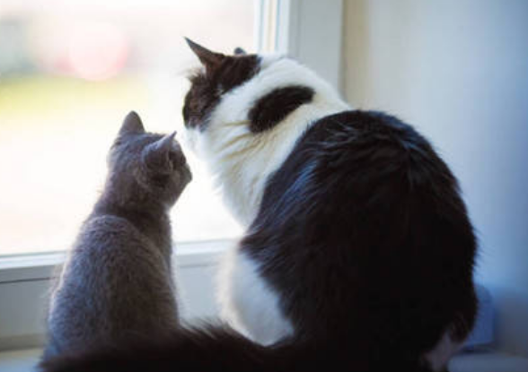 猫多久掏一次耳朵比较好