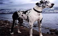 大丹犬的优缺点