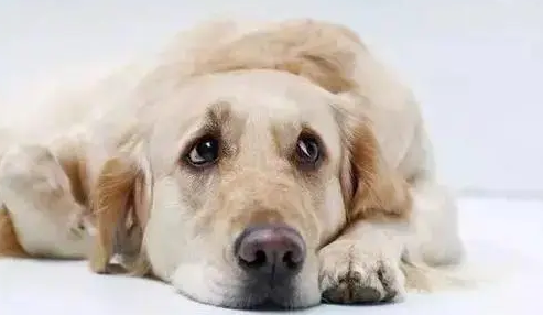 狗狗分离焦虑症怎么解决 狗狗分离焦虑症怎么解决