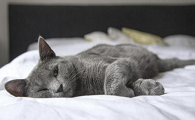 猫瘟病毒洗手能洗掉吗