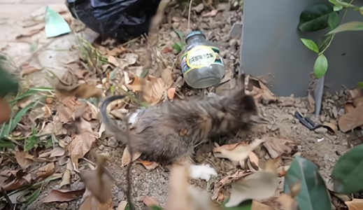 被人拧断四肢的小猫，依然努力活着，小哥：生命绝不是泄愤的工具