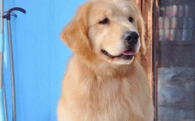 金毛犬吃什么食物最好 金毛犬吃什么食物最好
