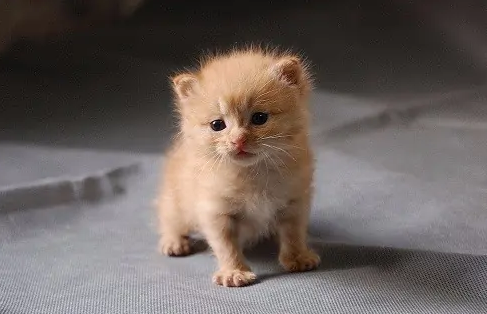 出生十多天的小猫一直没拉屎正常吗