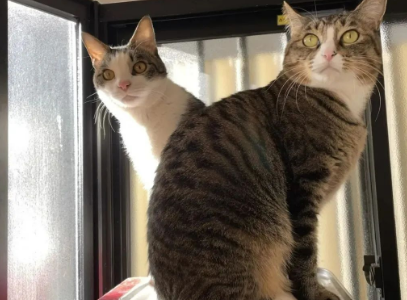 妹纸收养的猫有怪癖,每天叼玩偶去晒太阳,知道真相后令人泪目! 妹纸收养的猫有怪癖,每天叼玩偶去晒太阳,知道真相后令人泪目!