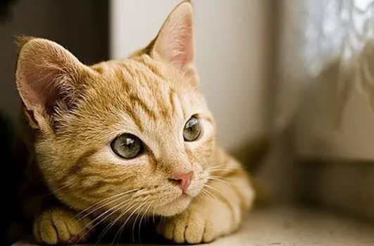 夏天猫咪呼吸快是常态嘛