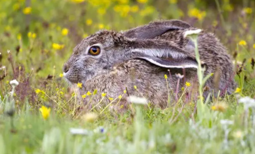 高原兔好养吗?不清楚的快来看看!