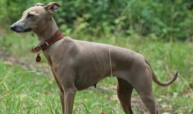 迷你灵缇犬适合家养吗-宠物网