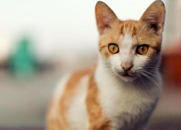 猫眼睛湿润像是流泪一样怎么回事 猫眼睛湿润像是流泪一样怎么回事