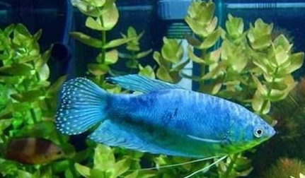饲养蓝星鱼，水温度多少最佳？