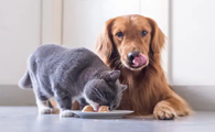 狗粮能给猫吃吗