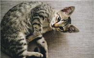 夏天猫呼吸急促正常吗为什么