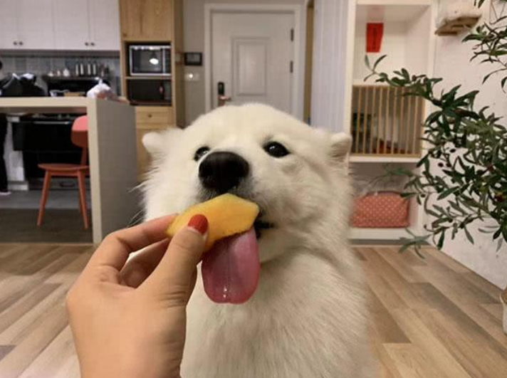 狗狗可以吃哈密瓜皮吗
