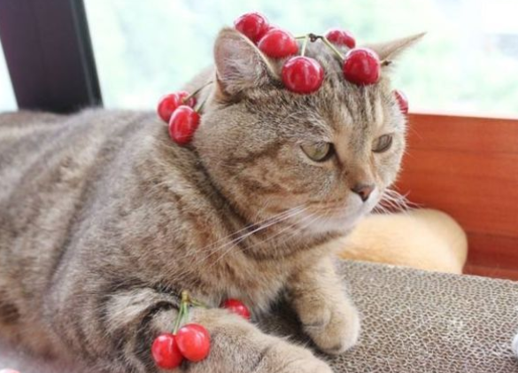 猫能吃什么水果和不能吃什么水果