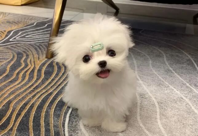 30000块买马尔济斯犬靠谱吗 30000块买马尔济斯犬靠谱吗