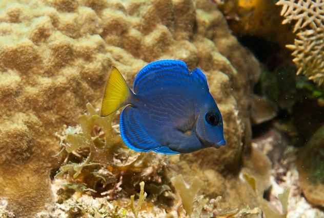 大西洋藍吊可以和什麼魚混養?千萬不要搞錯哦!