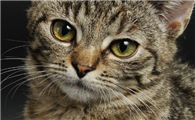 猫咪公猫3个多月有蛋蛋吗