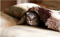 母猫没看上公猫的表现
