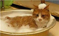 猫怀孕能不能洗澡?