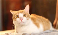 小猫鼻子上有黑垢擦不掉怎么回事