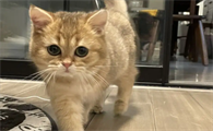 可以往小猫身上喷酒精吗