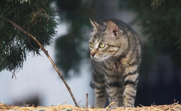 狸花猫千万不能养为什么 狸花猫千万不能养为什么