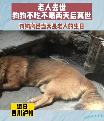 老人去世狗狗绝食两天后离世，破防：怕爷爷太孤单，大黄去陪他了