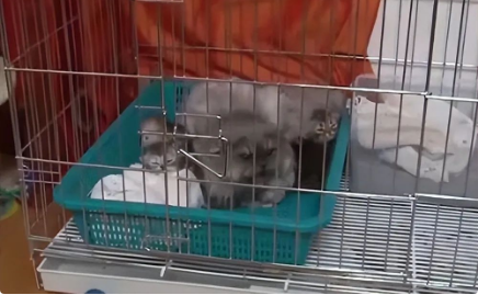 母猫突然开始攻击主人,问了兽医才知道,原来不能随便挪动小奶猫 母猫突然开始攻击主人,问了兽医才知道,原来不能随便挪动小奶猫