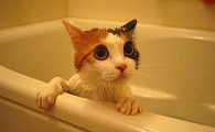 怎样给猫洗澡而且洗的干净一些