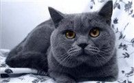 猫咪不排便怎么回事大便小便都不排