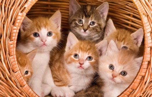 猫咪有眼屎是怎么回事 猫咪有眼屎是怎么回事