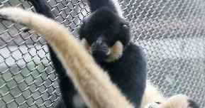 灰颊冠白睑猴的生活习性是什么？一文替你解答！