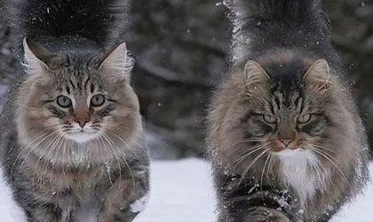 挪威森林猫和西伯利亚森林猫的区别