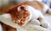 猫怀孕后抽搐是要生了吗