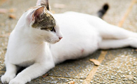 孕猫呼吸急促有呼噜声怎么回事