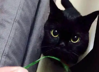 小猫瞳孔放大变成黑色怎么回事啊
