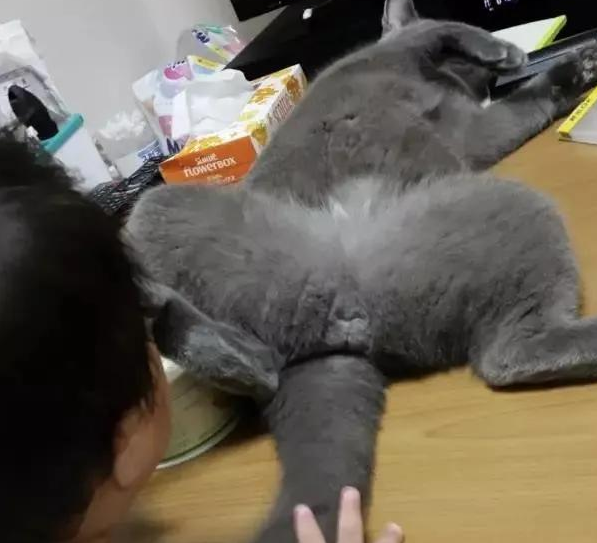 我家猫是个“露蛋狂魔”,现场已经控住不住了··· 我家猫是个“露蛋狂魔”,现场已经控住不住了···