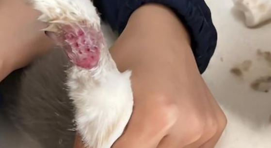猫鞋设计不合理，变成虐猫工具！