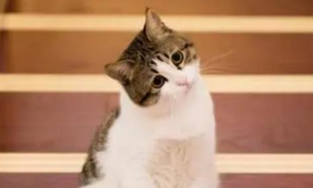 猫吃了老鼠药怎么解救 猫吃了老鼠药怎么解救