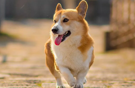 狗狗挤肛门腺怎么挤 狗狗挤肛门腺怎么挤
