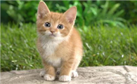 猫一直咕噜咕噜叫是怎么回事