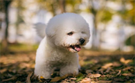 比熊犬怎么看纯不纯