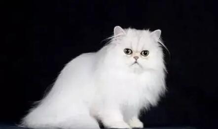 猫毛打结成块怎么处理 猫毛打结成块怎么处理
