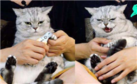 小猫从几个月开始可以剪指甲