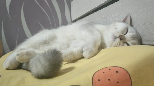 猫咪突然气喘过一下就好了 猫咪突然气喘过一下就好了