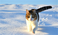 猫打呼噜是怎么回事啊