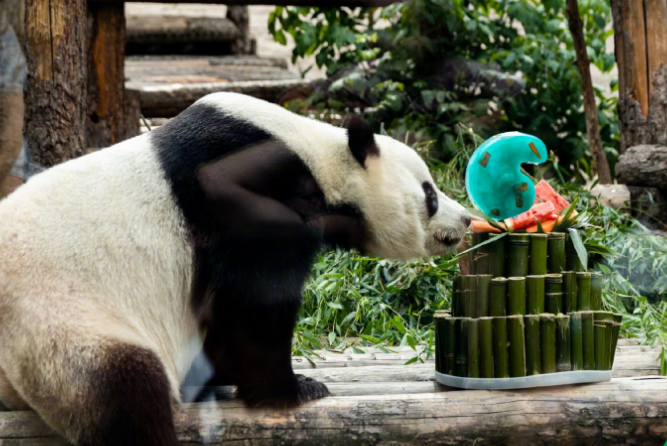 莫斯科动物园为旅俄大熊猫花样庆生